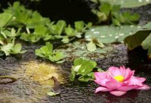 HOA SEN TRONG BÙN THÍCH CHÁNH LẠC