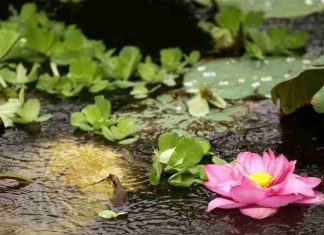 HOA SEN TRONG BÙN THÍCH CHÁNH LẠC