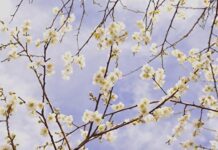 NẾU CHẲNG MỘT PHEN XƯƠNG BUỐT LẠNH…