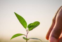 Giữ giới như giữ rễ cho cây