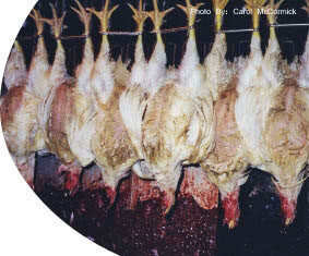 Không Làm Hại