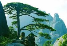 Bát phong (Tám ngọn gió đời) song ngữ Vietnamese-English