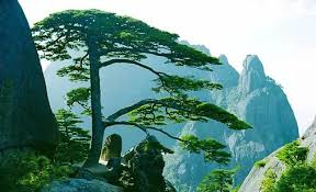 Bát phong (Tám ngọn gió đời) song ngữ Vietnamese-English