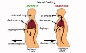 breathing-diaphragm-300x186