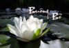 Buông bỏ