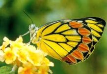 Cái Kén và Con Bướm