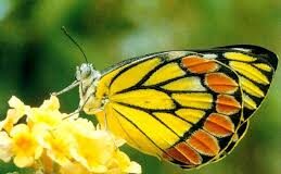 Cái Kén và Con Bướm