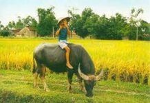 Con Trâu – Góc Nhìn Phật Giáo