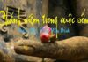 Chánh niệm trong cuộc sống