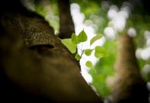 Vĩnh Hảo: Từ đất hiện thân