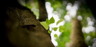 Vĩnh Hảo: Từ đất hiện thân