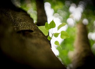 Vĩnh Hảo: Từ đất hiện thân