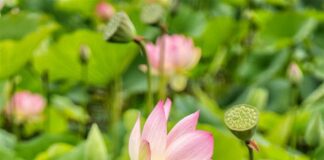 Đối Thoại Với “ Quỷ Vương Phiền Não”