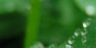 Đời Là Huyễn Mộng