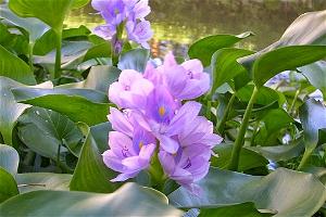 hoa lục bình hoa lục bình