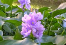 Bài tụng 42: hoa và rác