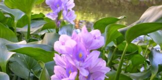 Bài tụng 42: hoa và rác