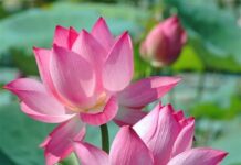 An Lạc Trong Thực Tại – Hạnh Phúc Mãi Bên Ta