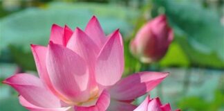 An Lạc Trong Thực Tại – Hạnh Phúc Mãi Bên Ta