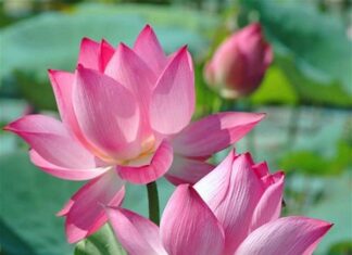 An Lạc Trong Thực Tại – Hạnh Phúc Mãi Bên Ta