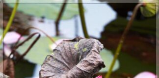 Biết sống tùy duyên