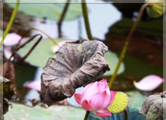 Biết sống tùy duyên