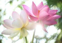 Hành Động Đạo Đức và Chính Pháp Phật Đà