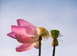 Hãy để cho các pháp tự vận hành!