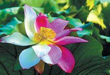 Bản Ngã Càng Lớn, Sĩ Diện Càng Nhiều, Càng Dễ Bị Tổn Thương.