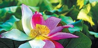 Giữ Giới Cẩn Trọng Sẽ Giải Thoát