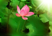 Đoạn Nghi Ngờ Là Chơn Giải Thoát