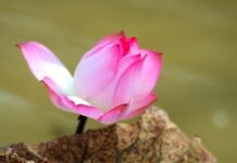 Bối Cảnh Của Vô Thường