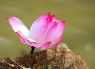 Bối Cảnh Của Vô Thường