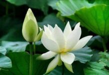 Duyên Lớn Có Thể Chuyển Nghiệp Duyên Nhỏ Không Chuyển Được Nghiệp