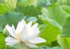 Hóa Giải Khổ Đau
