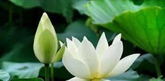 Phật Tánh: Tánh Không, Quang Minh, Và Năng Lực