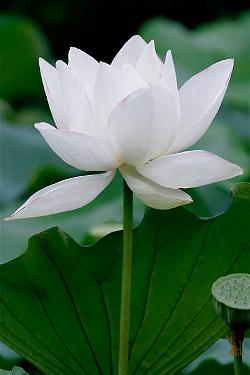 hoa-sen trắng 3