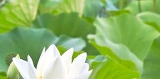 Cái thiện và hạnh phúc