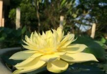 Họa – Phước