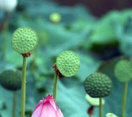 Bilingual: Live in mindfulness / Sống tỉnh thức