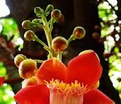 Hãy Để Những Đóa Hoa Vô Ưu Luôn Nở Trong Ta