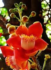 Hãy Để Những Đóa Hoa Vô Ưu Luôn Nở Trong Ta