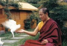 Bày tỏ tình yêu thương và lòng bi mẫn với động vật