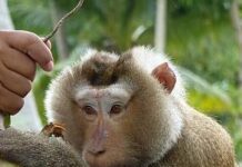 Dính mắc tài vật thật là khó bỏ
