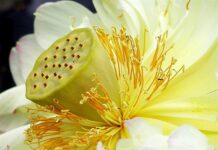 Ba Tự Tính – Ba Chiều Kích Của Thực Tại