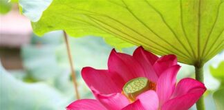 Họa phước trong đời sống