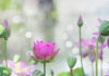 Did The Buddha Preach The Dharma, Or Did He Not Preach The Dharma? (Song ngữ Vietnamese-English)