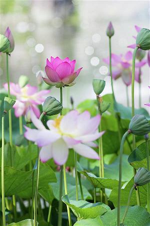 lotus flower (10)