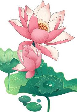 lotus flower (3)