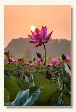 lotus flower (5)